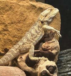 Lost Male Reptile last seen Vista Del Valle Park , La Habra, CA 90631
