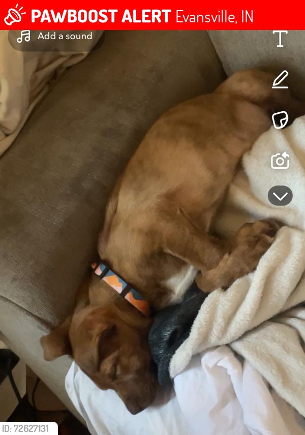 Lost Female Dog last seen Near e Delaware , Evansville, IN 47711