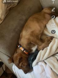 Lost Female Dog last seen Near e Delaware , Evansville, IN 47711