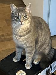 Lost Male Cat last seen Cades field , Union, WV 24983