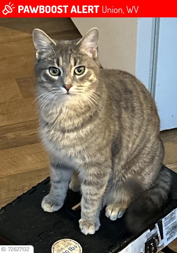 Lost Male Cat last seen Cades field , Union, WV 24983