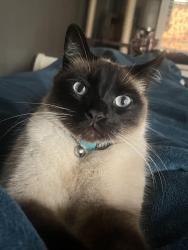 Lost Male Cat last seen Downtown Rogers, AR. , Rogers, AR 72756