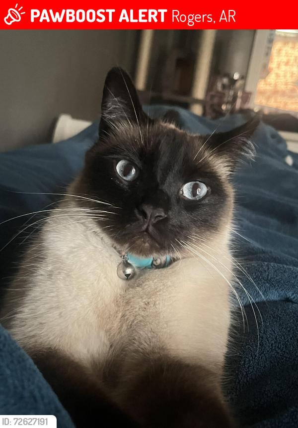 Lost Male Cat last seen Downtown Rogers, AR. , Rogers, AR 72756