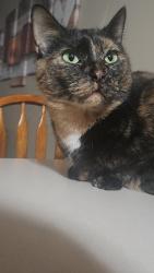 Lost Female Cat last seen Windmill Park, Baldwin, WI 54002