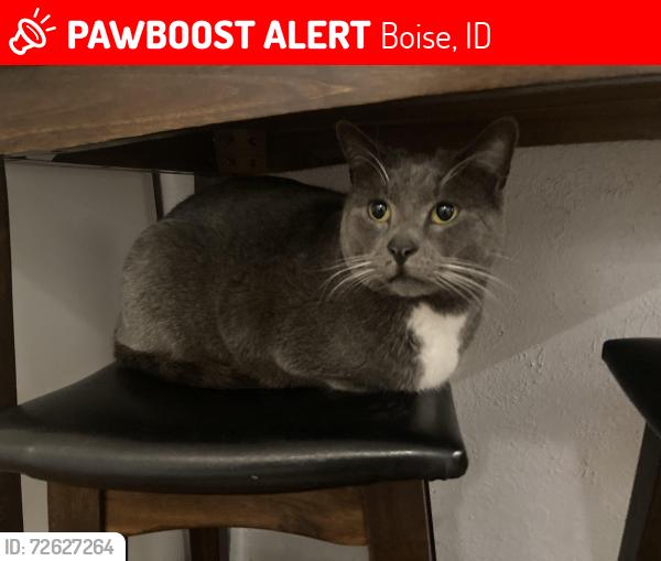 Lost Male Cat last seen N 20th and Good St, Boise, ID 83702
