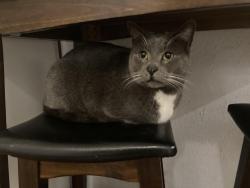 Lost Male Cat last seen N 20th and Good St, Boise, ID 83702
