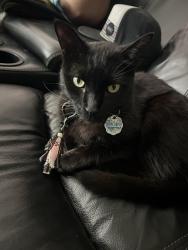 Lost Male Cat last seen YMCA, Longwood, FL 32750