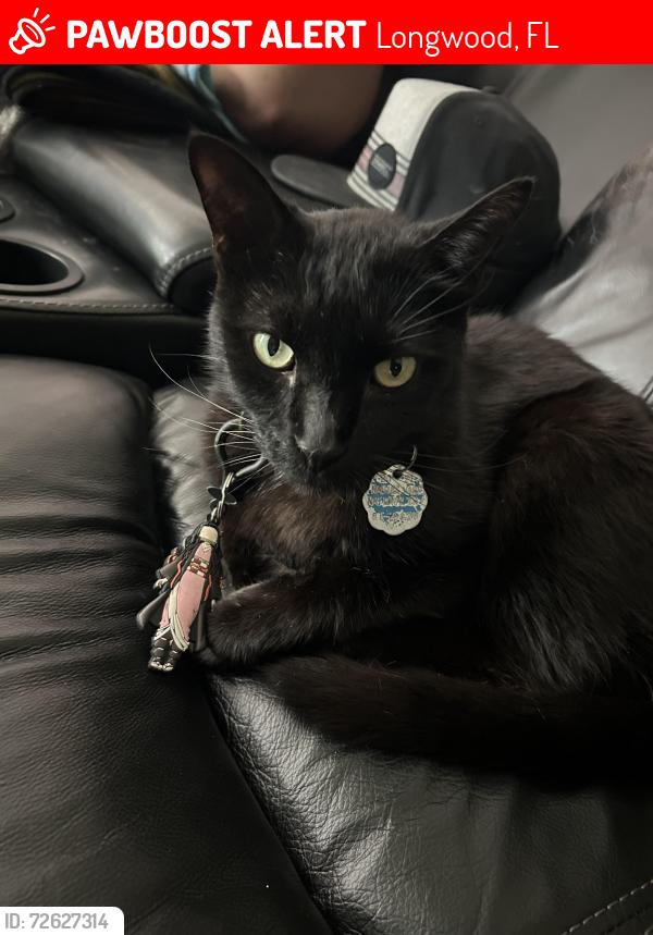 Lost Male Cat last seen YMCA, Longwood, FL 32750