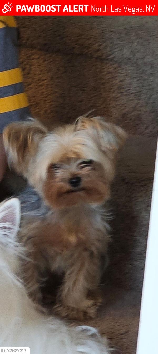 Lost Male Dog last seen Tropical and commerce, North Las Vegas, NV 89031