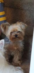 Lost Male Dog last seen Tropical and commerce, North Las Vegas, NV 89031