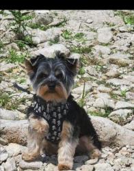 Lost Male Dog last seen Prue road, San Antonio, TX 78209