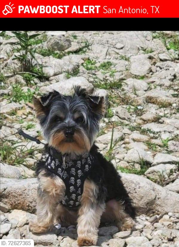 Lost Male Dog last seen Prue road, San Antonio, TX 78209