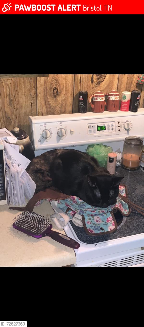 Lost Male Cat last seen Broad Street and Shelby Street, Bristol, TN 37620