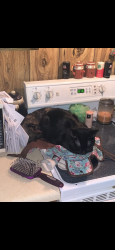 Lost Male Cat last seen Broad Street and Shelby Street, Bristol, TN 37620