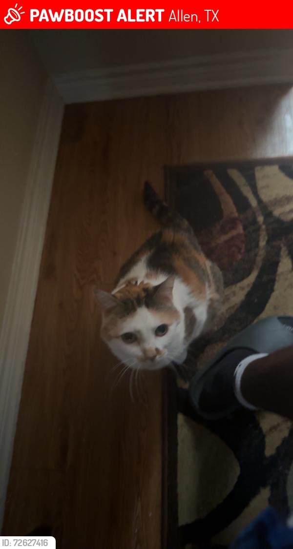 Lost Female Cat last seen Travis Ct & San Marcos Dr, Allen, TX 75002
