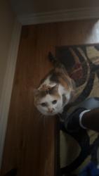 Lost Female Cat last seen Travis Ct & San Marcos Dr, Allen, TX 75002
