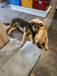 Found/Stray Unknown Dog last seen Orange , Alhambra, CA 91803
