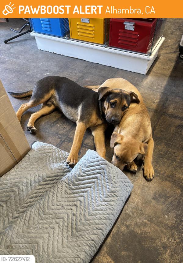 Found/Stray Unknown Dog last seen Orange , Alhambra, CA 91803