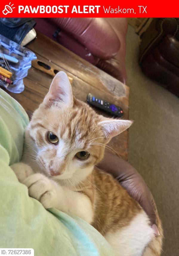 Lost Male Cat last seen Near New Boggy Baptist Church, Waskom, TX 75692