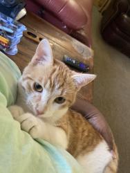 Lost Male Cat last seen Near New Boggy Baptist Church, Waskom, TX 75692