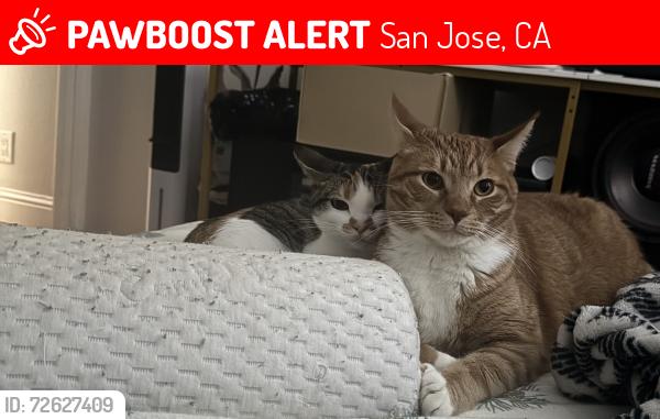 Lost Male Cat last seen Near navy pl, san jose, ca 95133, San Jose, CA 95133