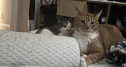 Lost Male Cat last seen Near navy pl, san jose, ca 95133, San Jose, CA 95133