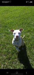 Lost Female Dog last seen I45/Shepherd Hill, Willis, TX 77378