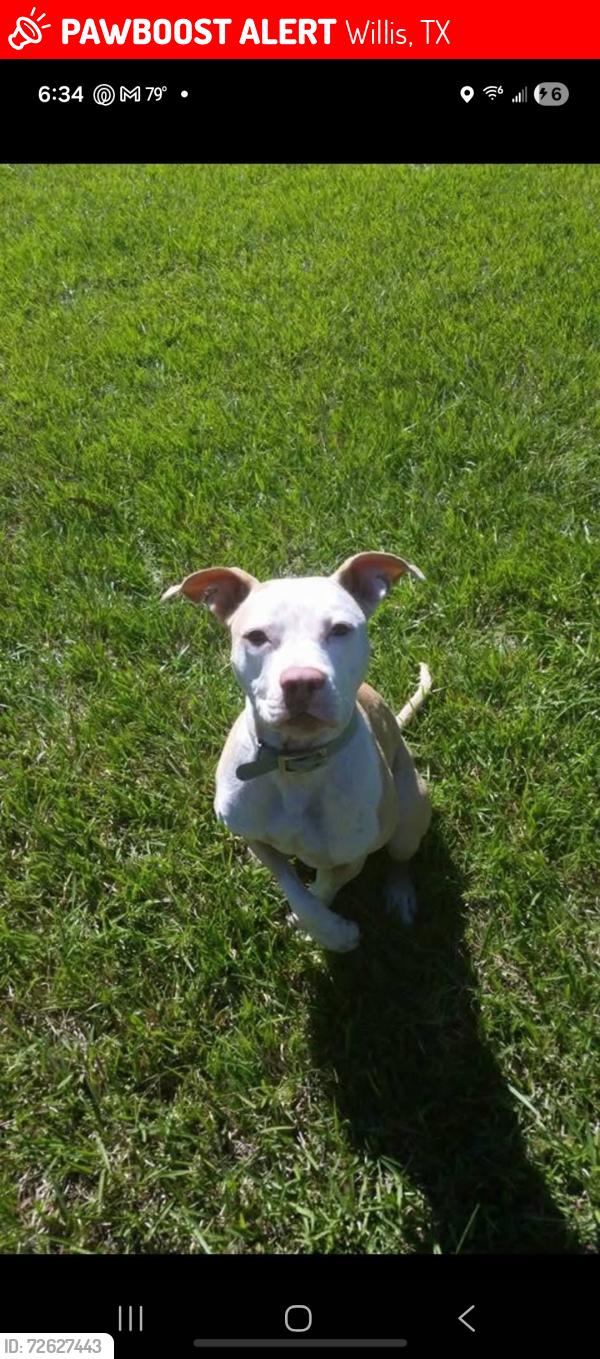 Lost Female Dog last seen I45/Shepherd Hill, Willis, TX 77378