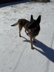 Lost Male Dog last seen S Carrier Pkwy, W Jefferson St, SW 3rd St Grand Prairie Tx, Grand Prairie, TX 75051