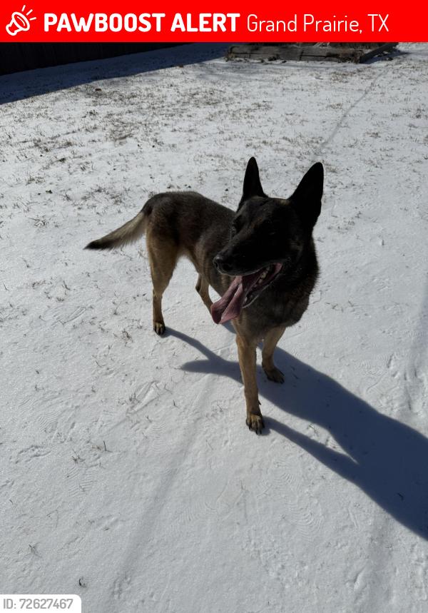 Lost Male Dog last seen S Carrier Pkwy, W Jefferson St, SW 3rd St Grand Prairie Tx, Grand Prairie, TX 75051
