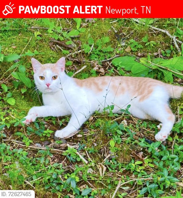 Lost Male Cat last seen Last seen on Lower English Creek Road, Newport, TN 37821