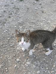Found/Stray Female Cat last seen Upper Denton Rd, Weatherford, TX 76086