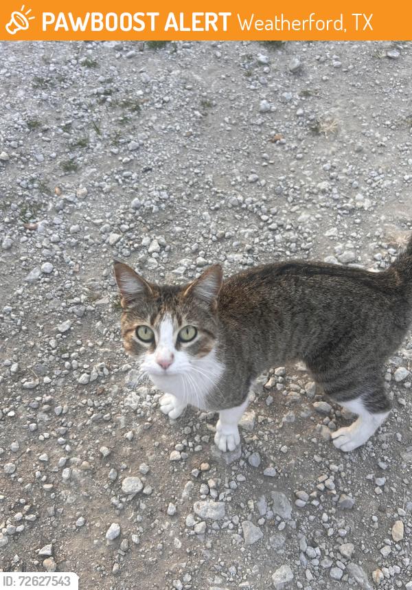 Found/Stray Female Cat last seen Upper Denton Rd, Weatherford, TX 76086