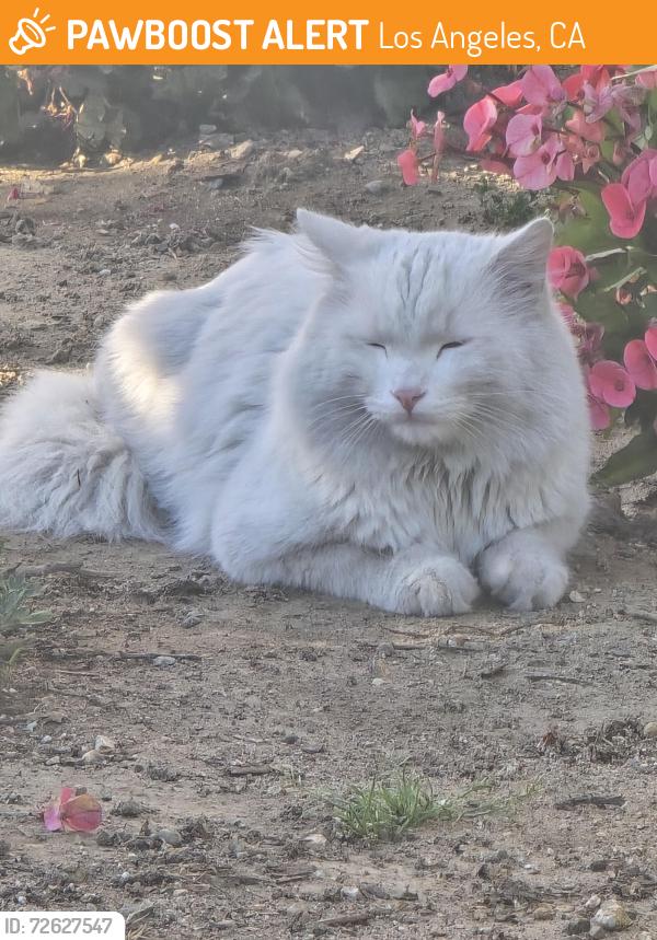 Found/Stray Unknown Cat last seen Nordoff and desoto , Los Angeles, CA 91304