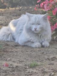 Found/Stray Unknown Cat last seen Nordoff and desoto , Los Angeles, CA 91304