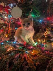 Lost Male Cat last seen Vaughn Dr Burleson Texas , Burleson, TX 76028