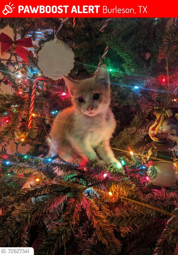 Lost Male Cat last seen Vaughn Dr Burleson Texas , Burleson, TX 76028
