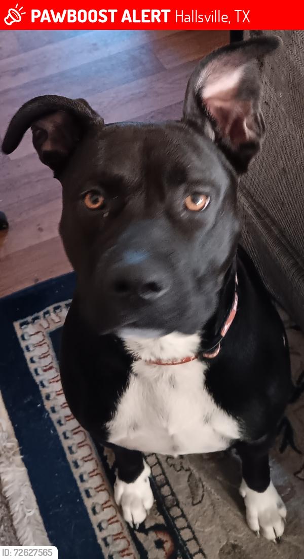 Lost Female Dog last seen Curtis Black Rd , Hallsville, TX 75650