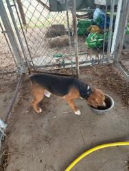 Lost Male Dog last seen Palmer Springs, Boydton, VA 23917