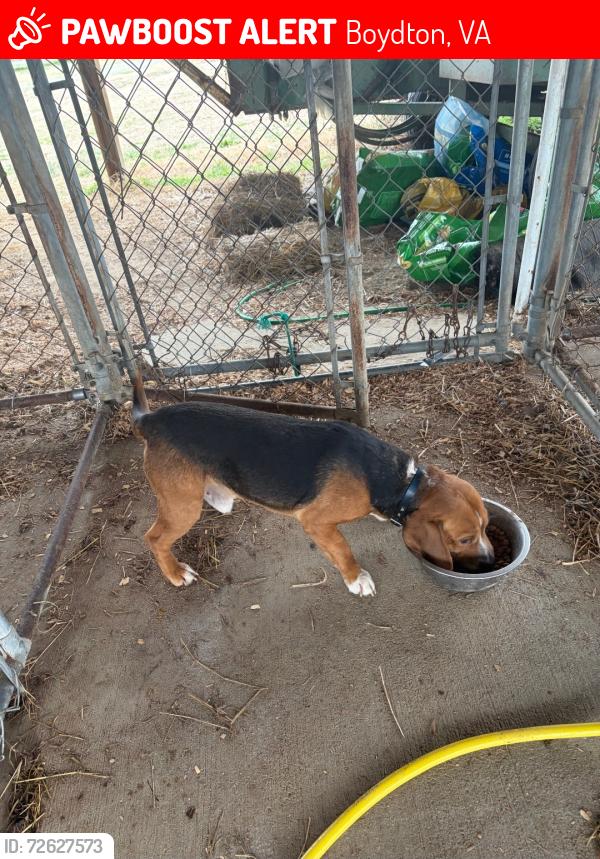 Lost Male Dog last seen Palmer Springs, Boydton, VA 23917