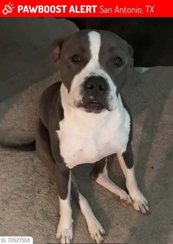 Lost Male Dog last seen Shanfield, Bentsen Palm, San Antonio, TX 78254