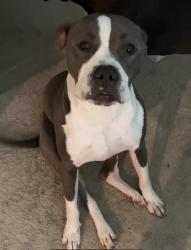 Lost Male Dog last seen Shanfield, Bentsen Palm, San Antonio, TX 78254