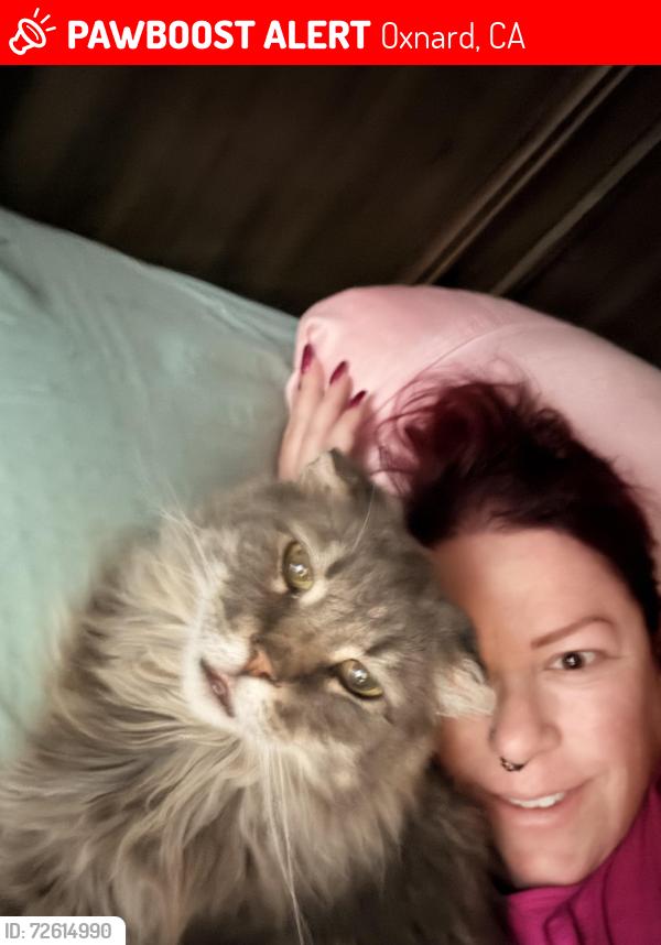 Lost Male Cat last seen Paz Mar apmts, Oxnard, CA 93035