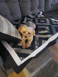 Lost Male Dog last seen Near S Urbana Ave, Tulsa, OK 74136