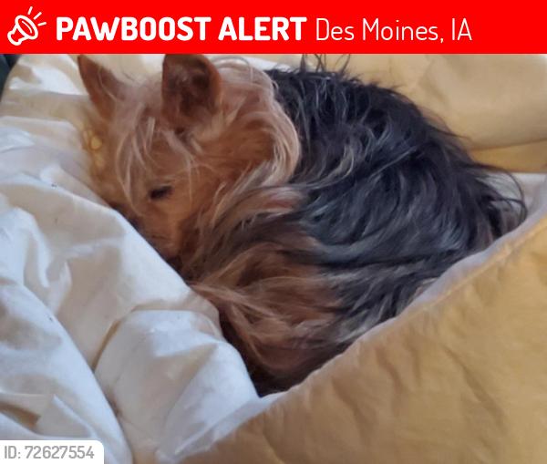 Lost Female Dog last seen Onawa St and SE 25th Ct., Des Moines, IA 50317