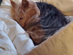 Lost Female Dog last seen Onawa St and SE 25th Ct., Des Moines, IA 50317