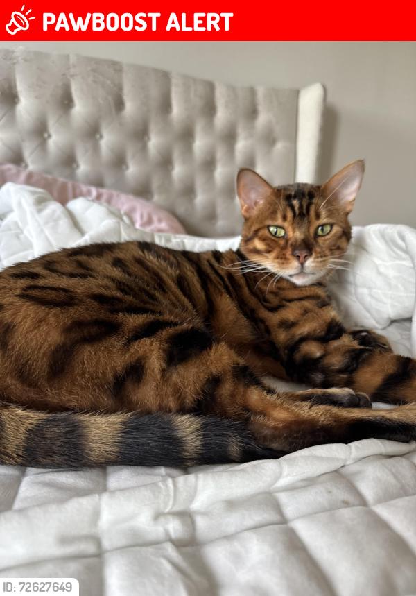 Lost Male Cat last seen Vegas circle, West Chester Township, OH 45069
