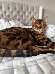 Lost Male Cat last seen Vegas circle, West Chester Township, OH 45069
