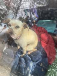Lost Female Dog last seen Holiday Trailer Park , Bellwood, VA 23237
