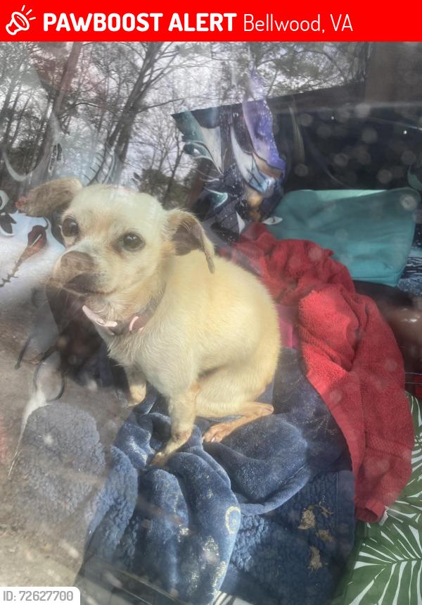 Lost Female Dog last seen Holiday Trailer Park , Bellwood, VA 23237